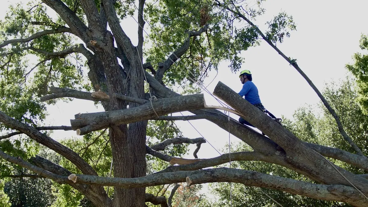 Professional Crown Thinning performed by certified arborists in Johnson