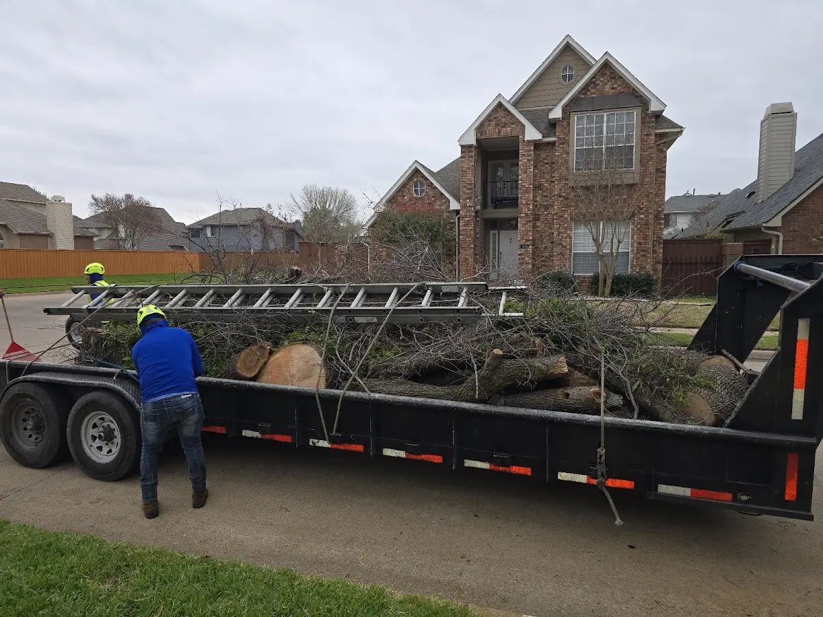 Expert Tree Pest Control with proper safety equipment in Johnson